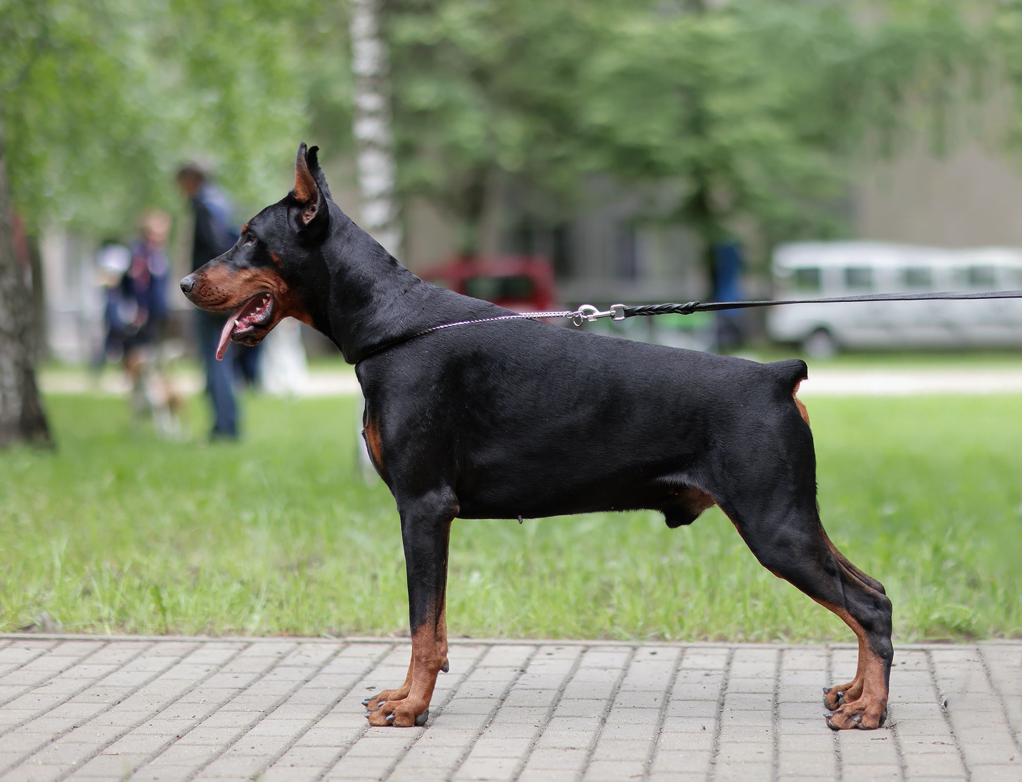 Главное фото